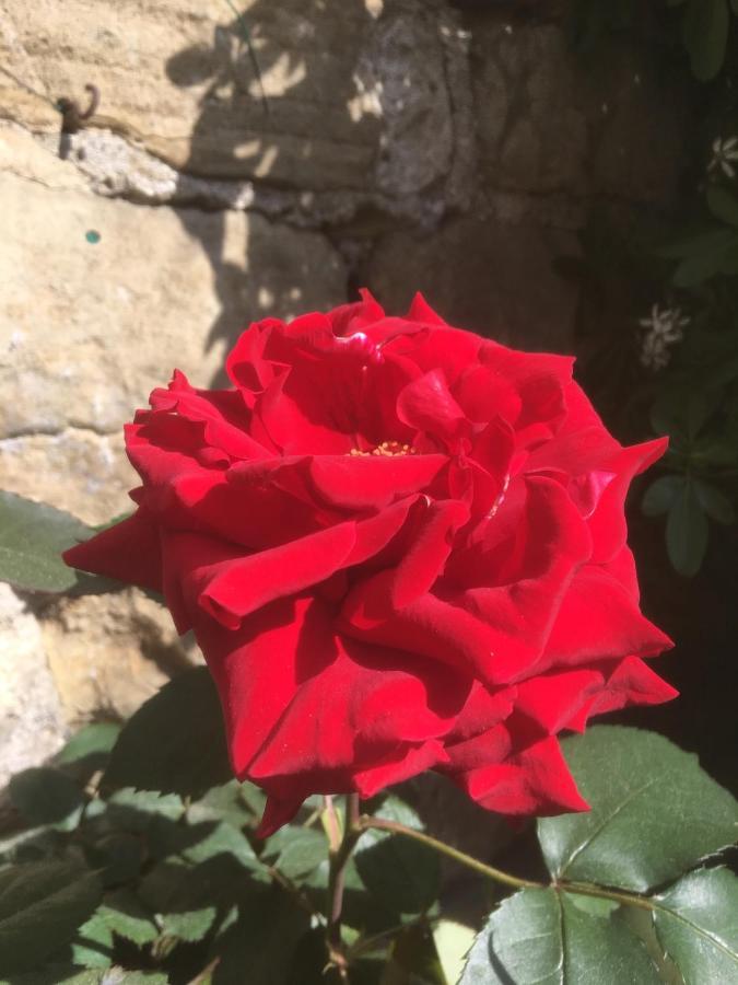 הוילה נארסבורו Belmont Gem מראה חיצוני תמונה